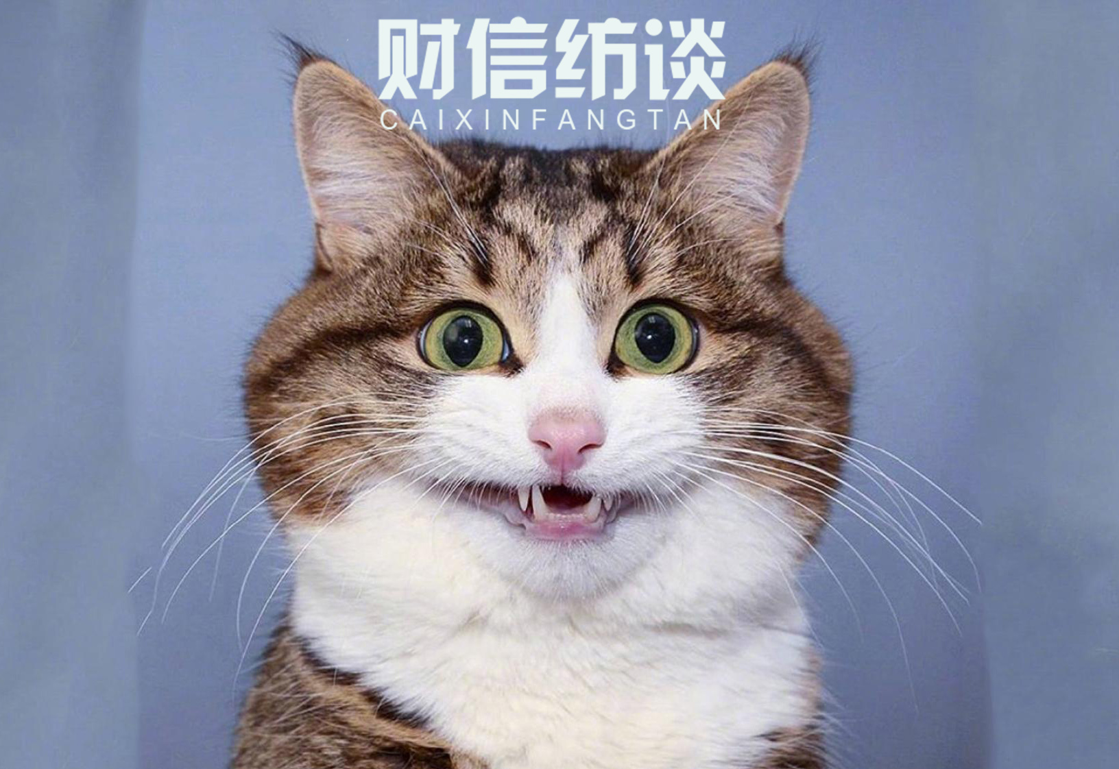 貓咪最新版本2017，探索貓咪文化的全新面貌