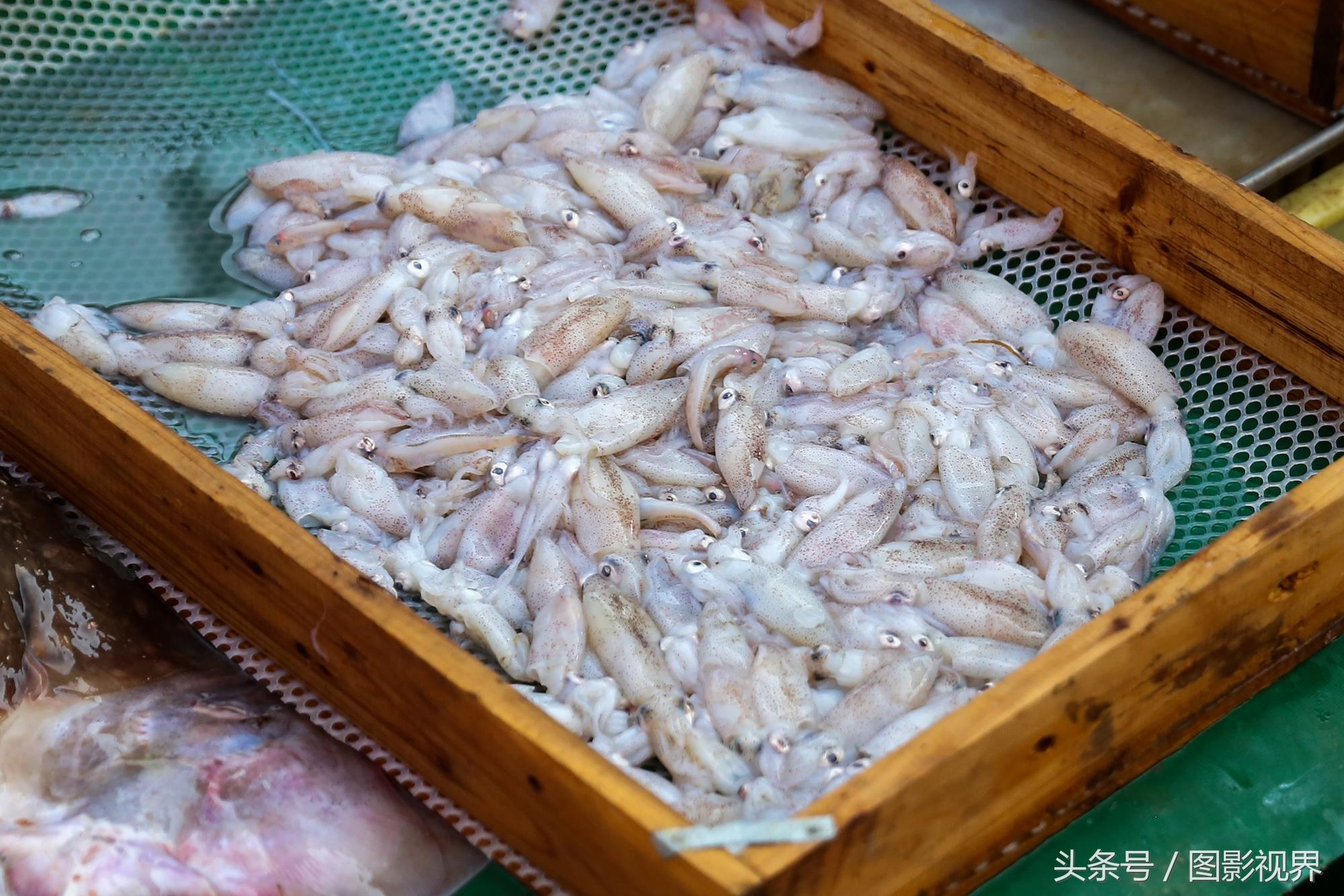 白對(duì)蝦養(yǎng)殖最新方法，提升產(chǎn)量與品質(zhì)的科技革新