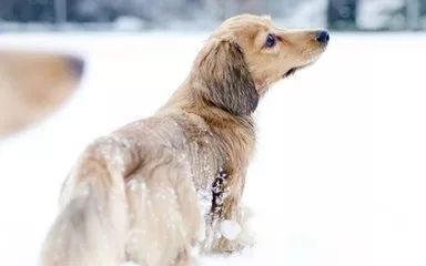 最新山東格惠犬吧，探索格惠犬的世界