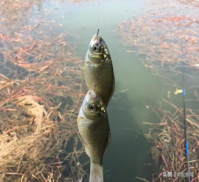 廊坊釣魚網(wǎng)最新魚訊，探索魚類的奧秘與釣魚的樂(lè)趣